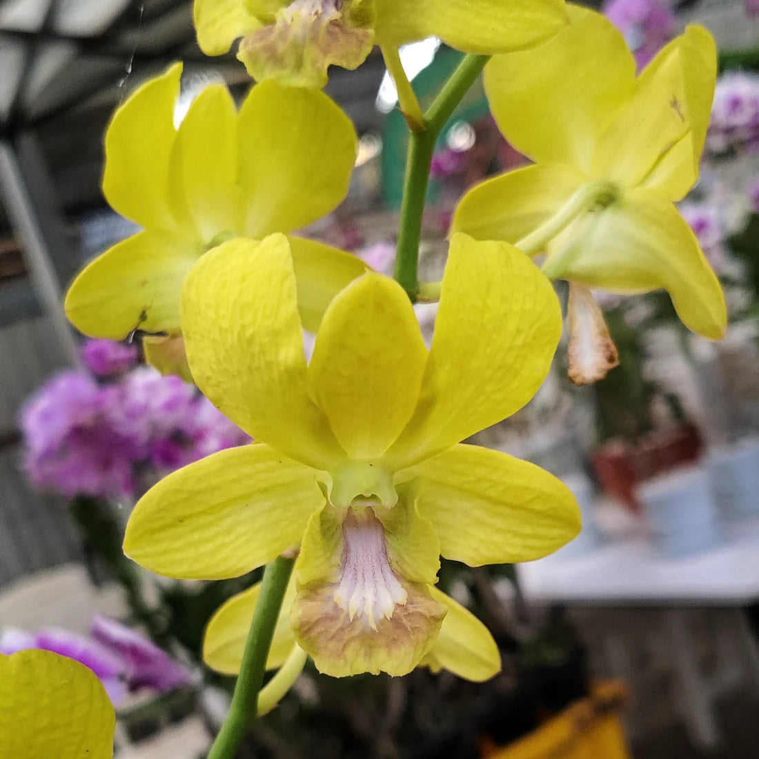 Dendrobium Orchid " Thongchai Gold x Udom Yellow " Plant