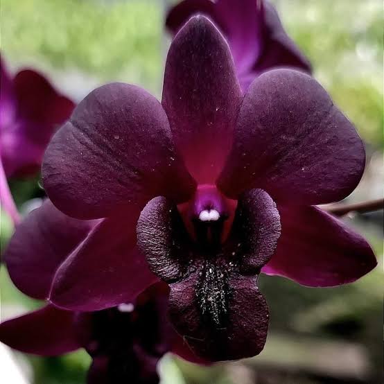 Dendrobium Orchid " Airy Crimson " Plant