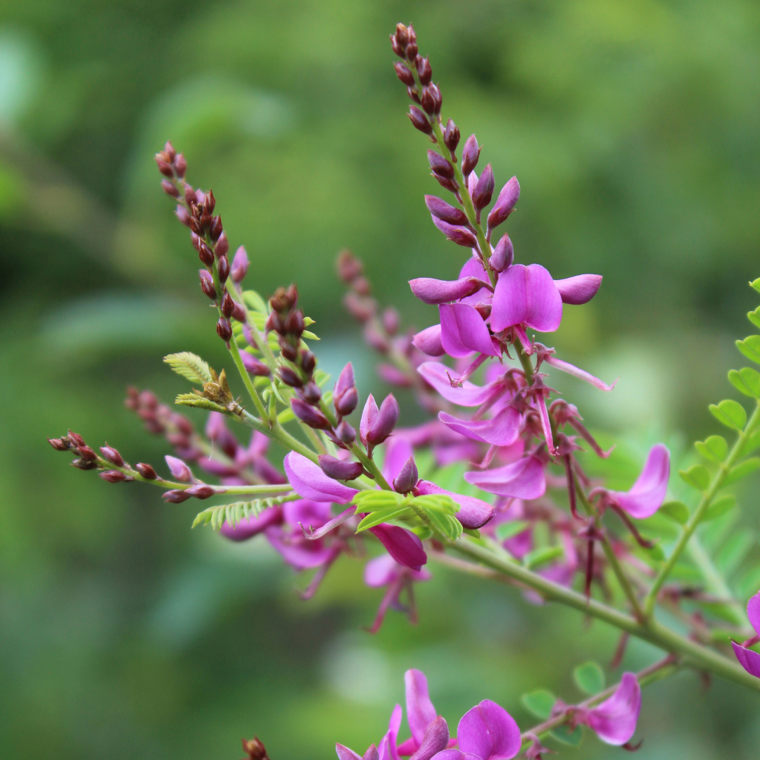 Indigofera tinctoria 50 Flower Seeds