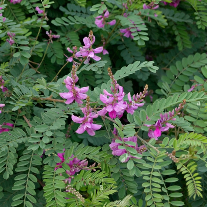 Indigofera tinctoria 50 Flower Seeds