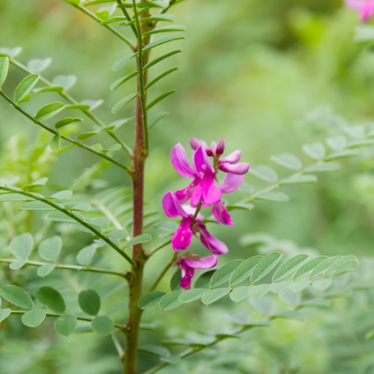 Indigofera tinctoria 50 Flower Seeds