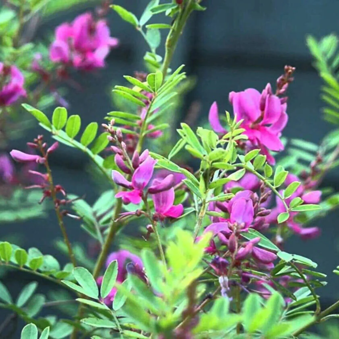 Indigofera tinctoria 50 Flower Seeds