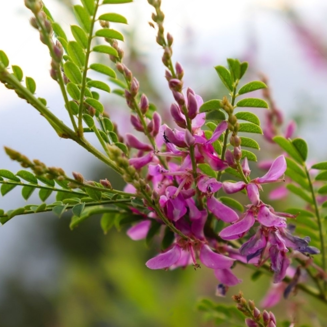 Indigofera tinctoria 50 Flower Seeds