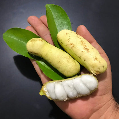 Guama Ice Cream Bean (Inga laurina) Fruit Plant