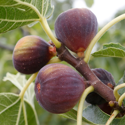 Israel Fig - Red - Ficus Carica Fruit Plant