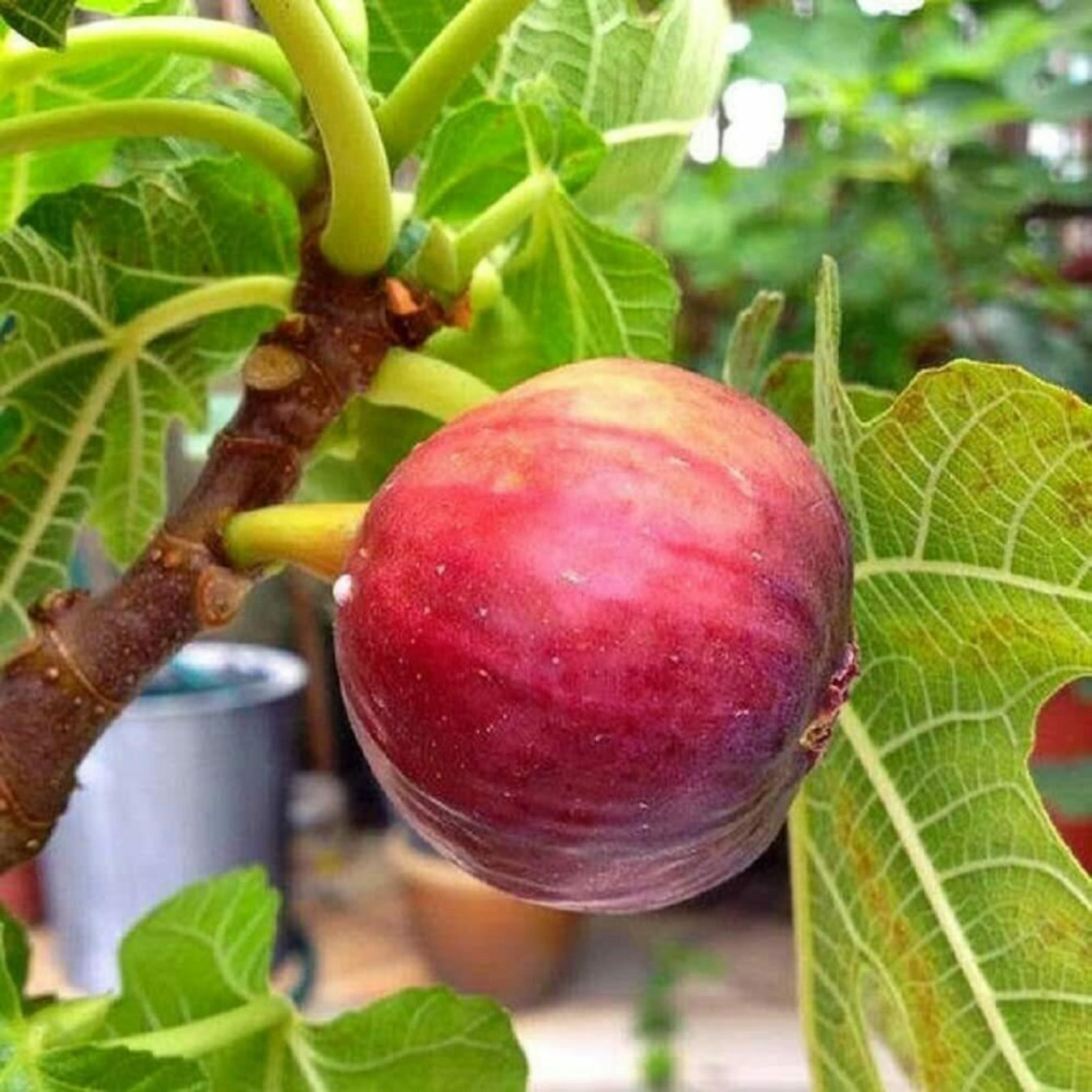 Israel Fig - Red - Ficus Carica Fruit Plant