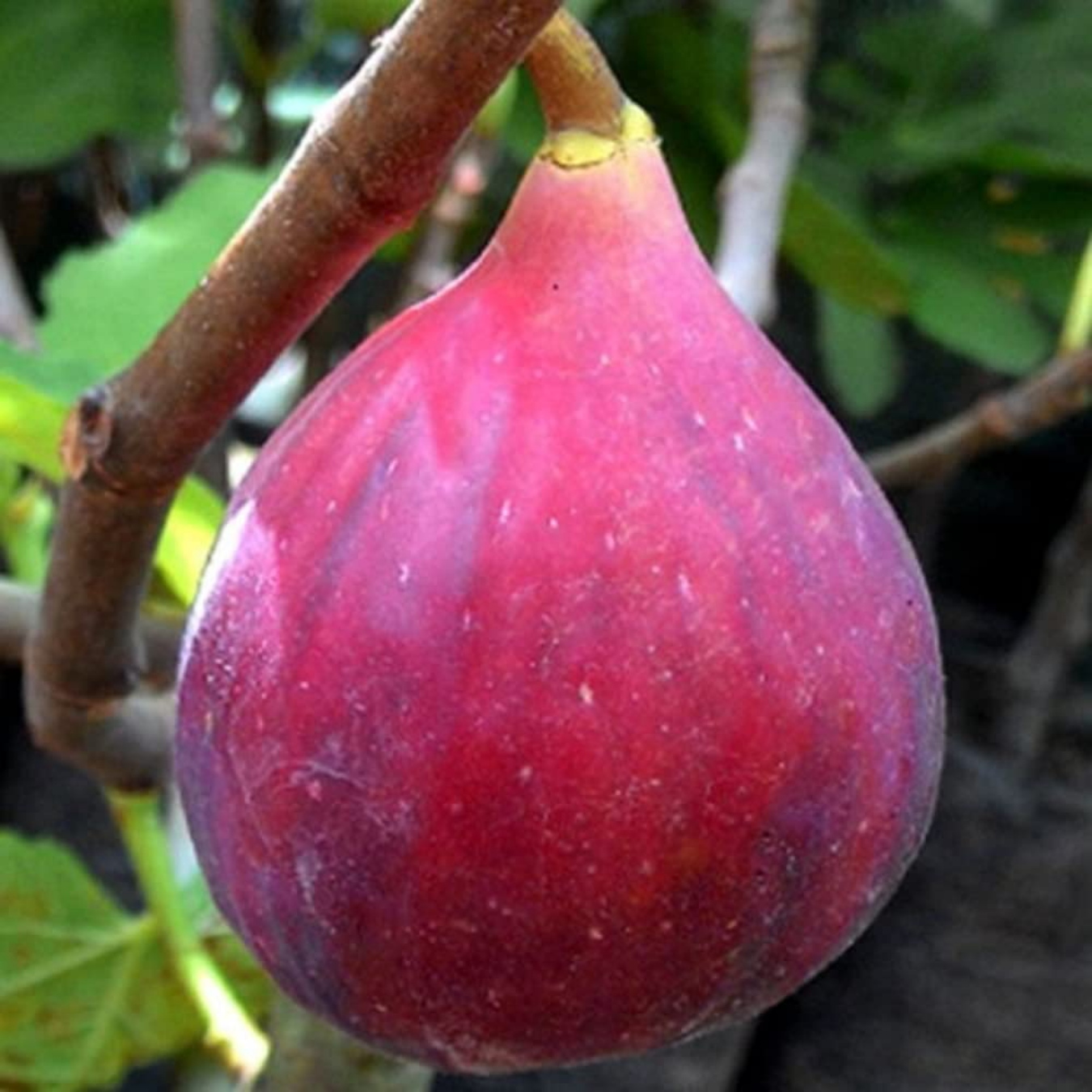 Israel Fig - Red - Ficus Carica Fruit Plant