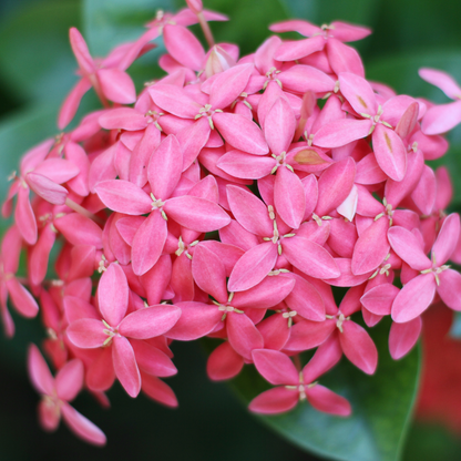 Ixora - Pink Mini Dwarf -  Hybrid Flower Plant