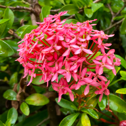 Ixora - Pink Mini Dwarf -  Hybrid Flower Plant