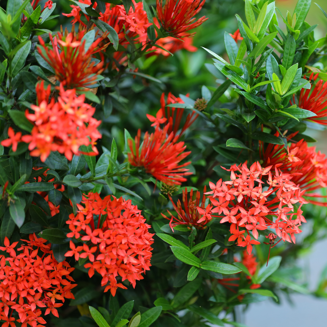 Ixora - Red Mini Dwarf -  Hybrid Flower Plant