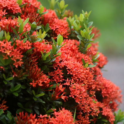 Ixora - Red Mini Dwarf -  Hybrid Flower Plant