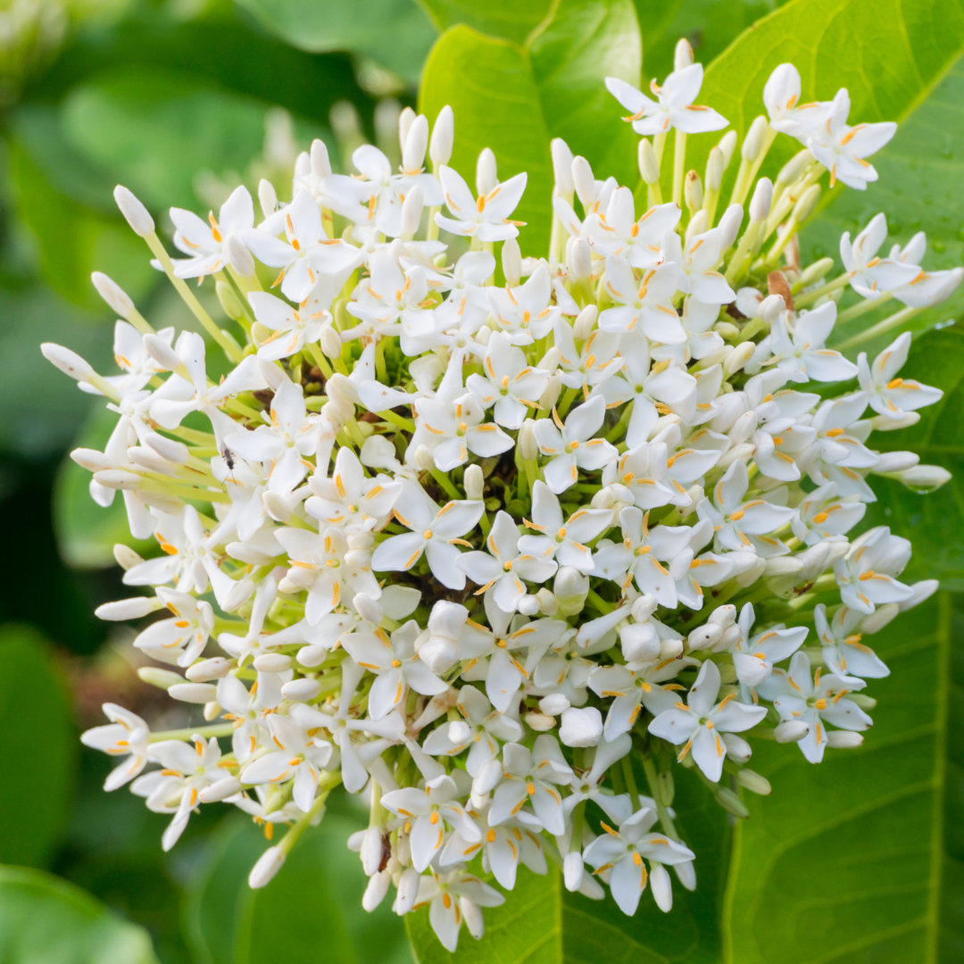 Ixora - White Mini Dwarf -  Hybrid Flower Plant