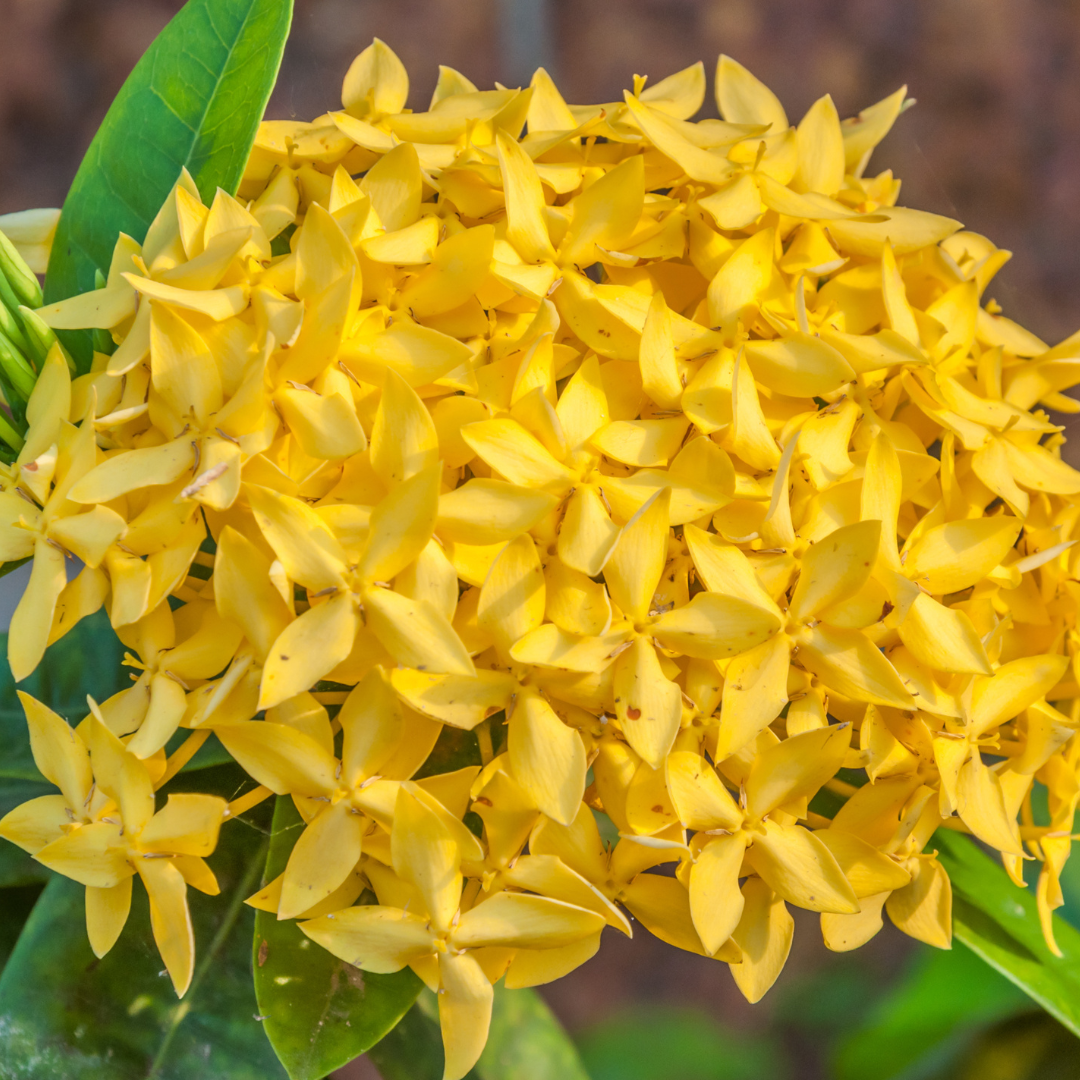 Ixora - Yellow Mini Dwarf -  Hybrid Flower Plant