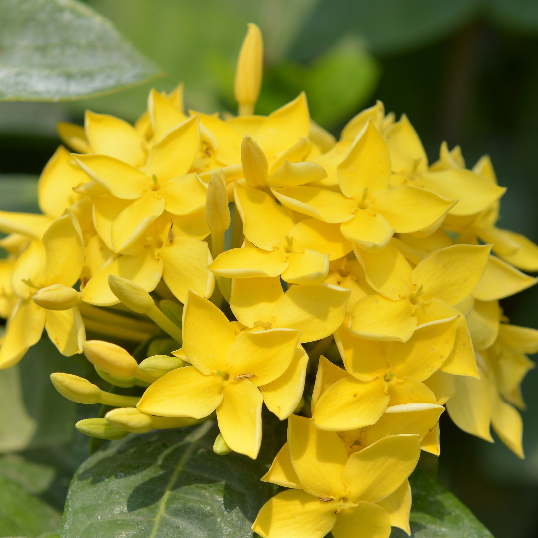 Ixora - Yellow Mini Dwarf -  Hybrid Flower Plant