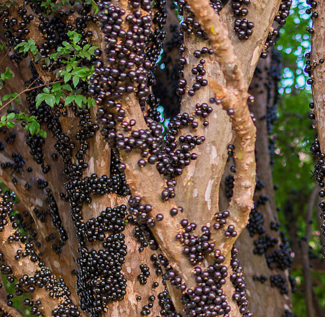 Hybrid Jaboticaba - Sabara Fruit Plant