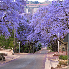 Jacaranda - Purple - 20 Tree Seeds