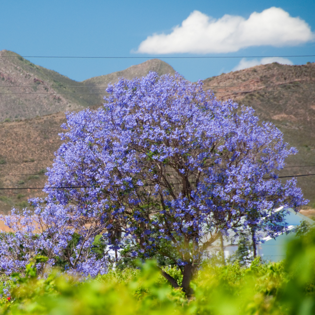 Jacaranda - Purple - 20 Tree Seeds