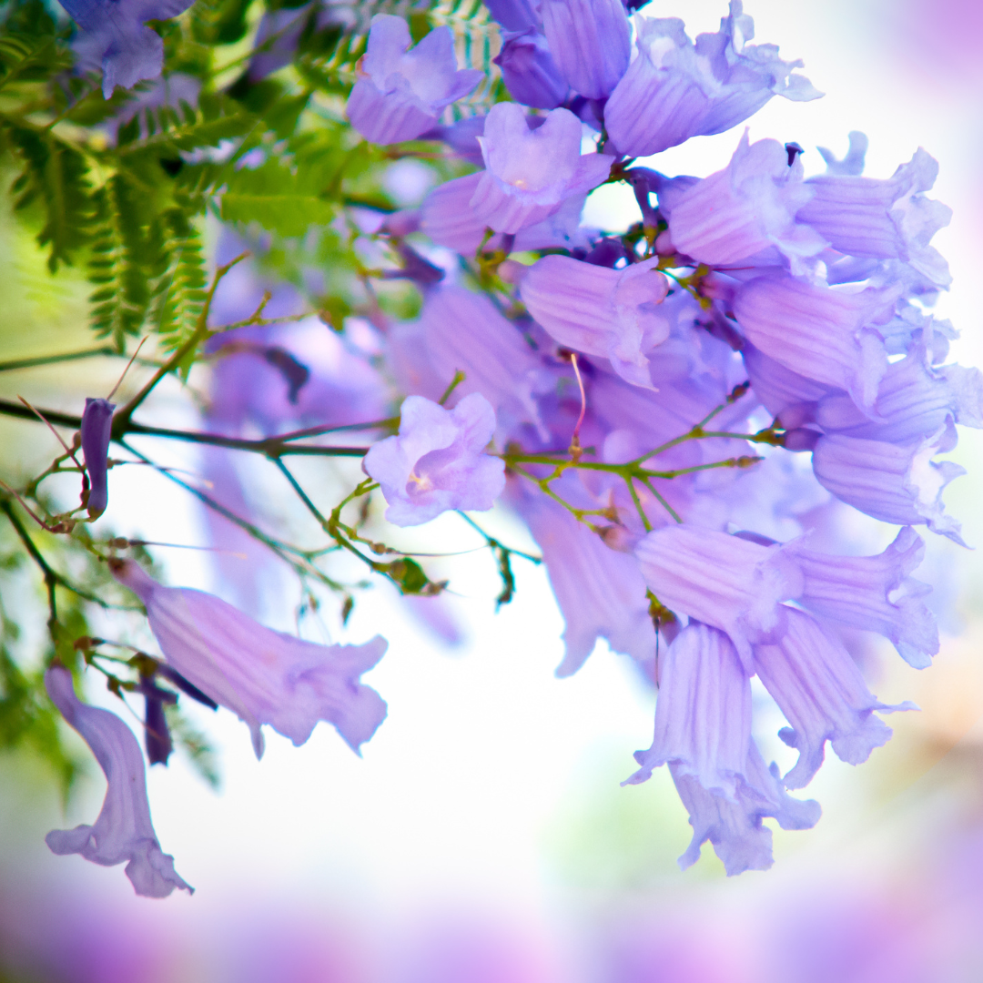 Jacaranda - Purple - 20 Tree Seeds