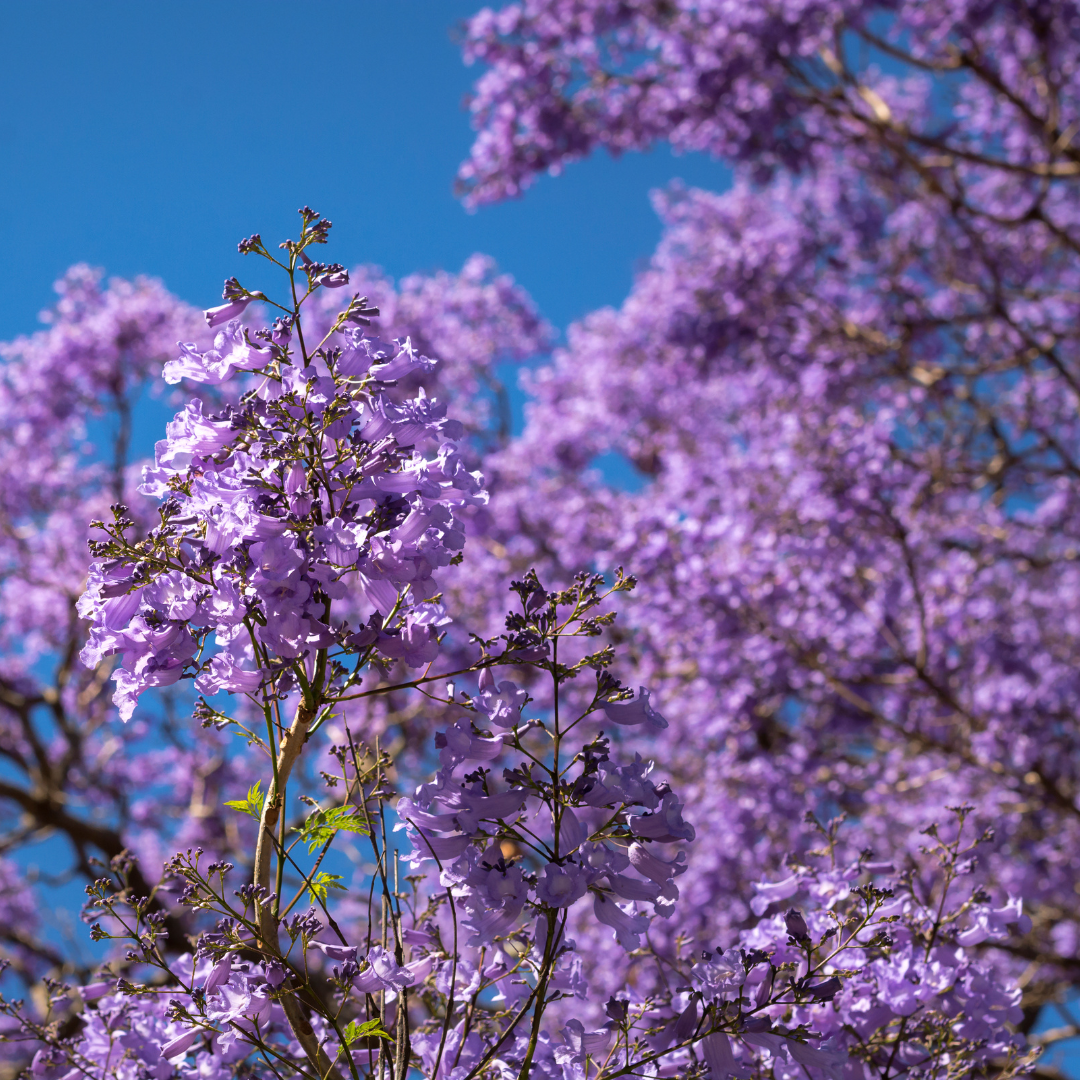 Jacaranda - Purple - 20 Tree Seeds