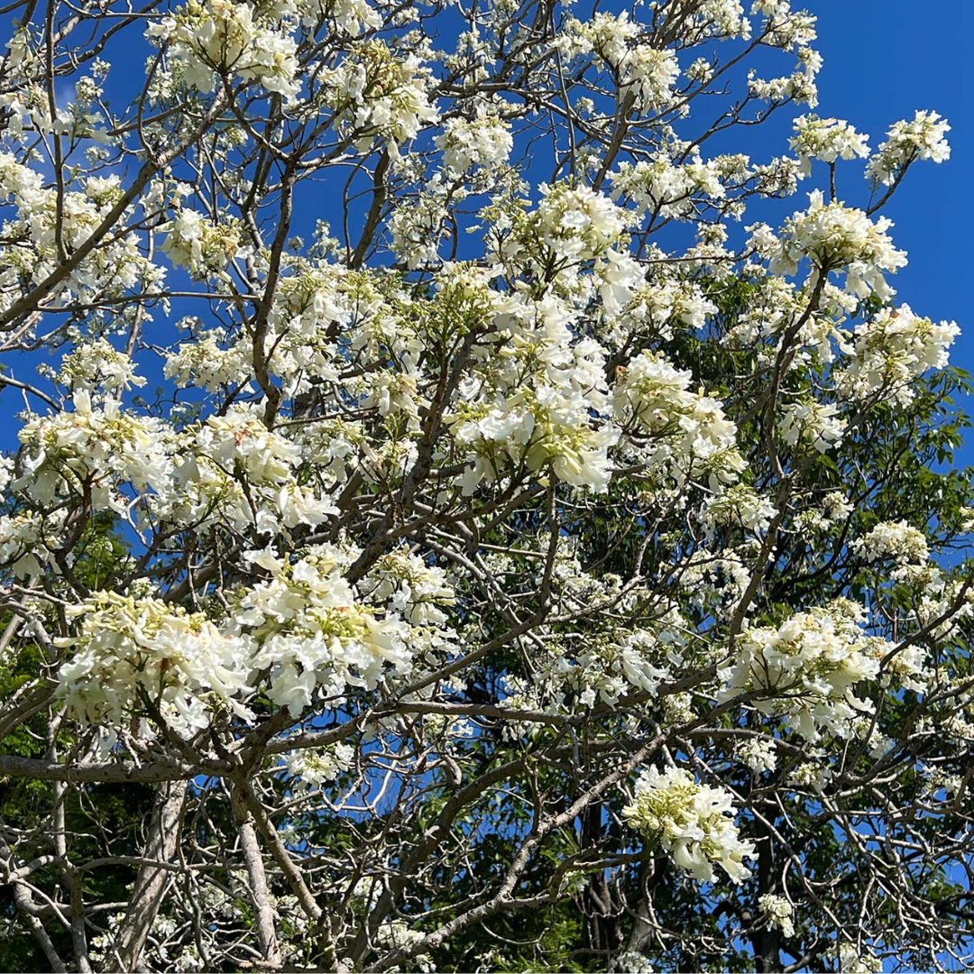 Jacaranda - White - 20 Tree Seeds