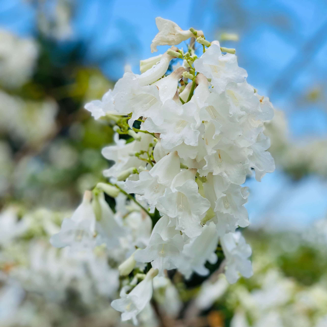 Jacaranda - White - 20 Tree Seeds