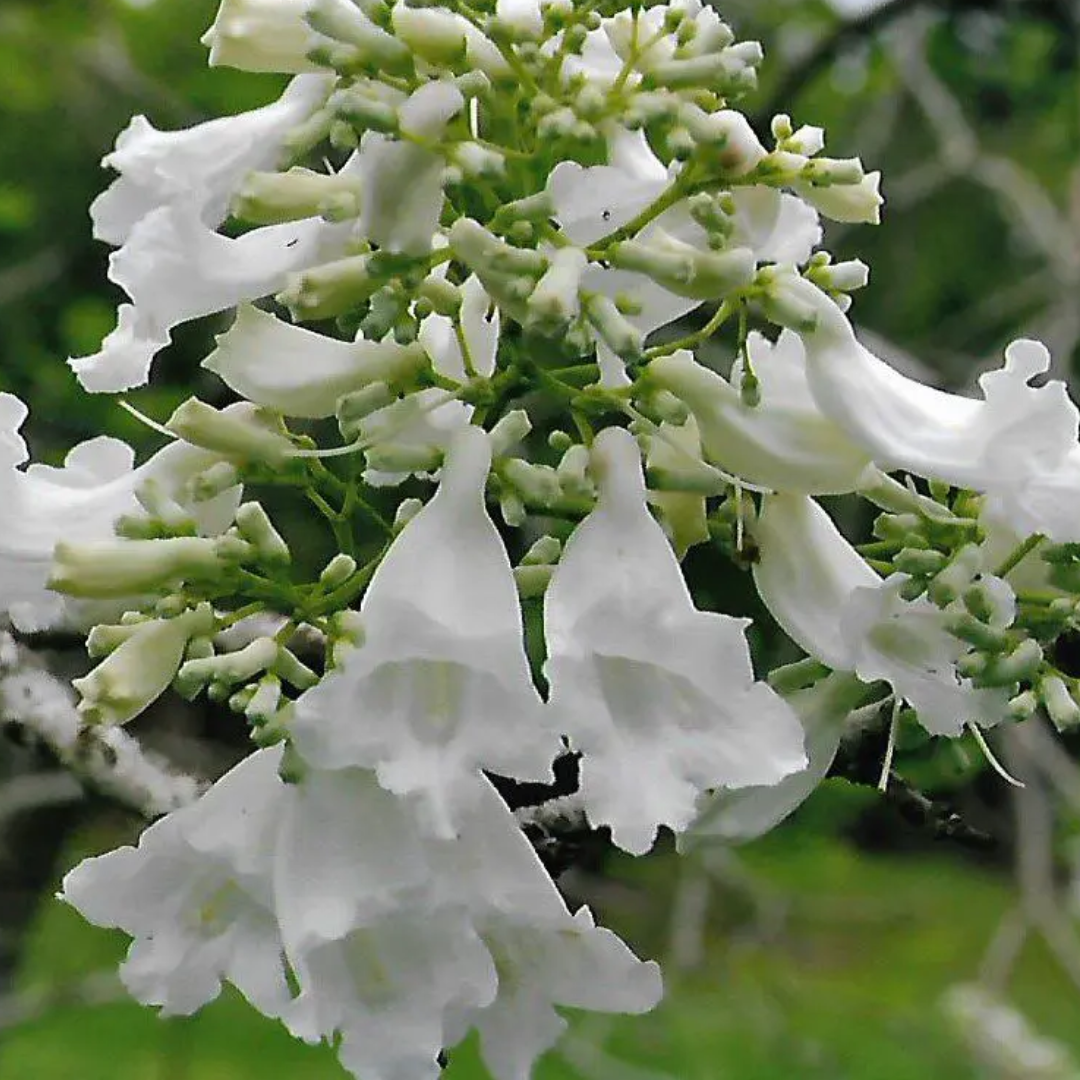 Jacaranda - White - 20 Tree Seeds