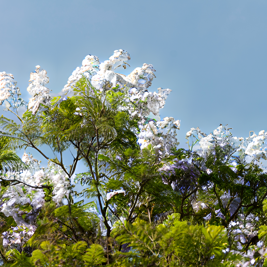 Jacaranda - White - 20 Tree Seeds