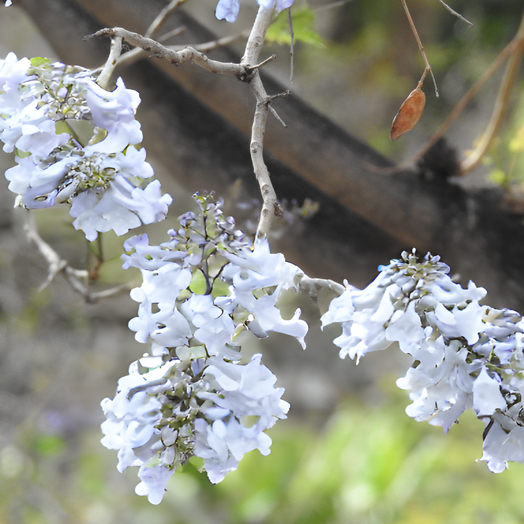 Jacaranda - White - 20 Tree Seeds