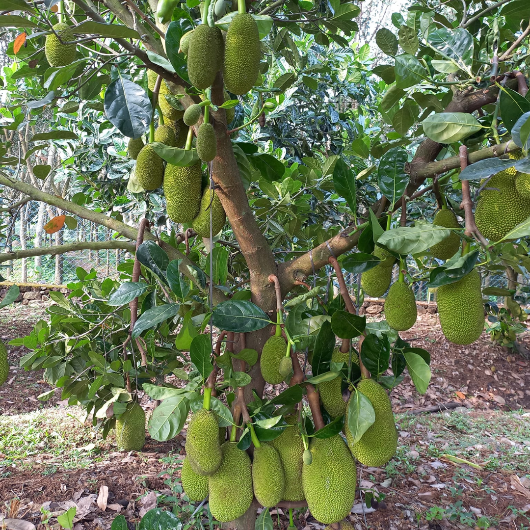 Jackfruit - Ayur Jack - Hybrid Fruit Plant