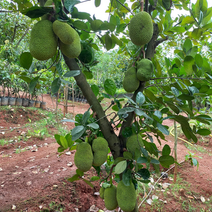 Jackfruit - Ayur Jack - Hybrid Fruit Plant