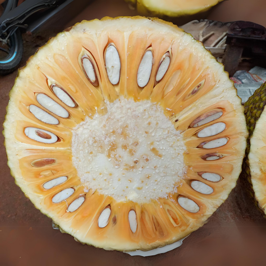 Jackfruit - Ayur Jack - Hybrid Fruit Plant