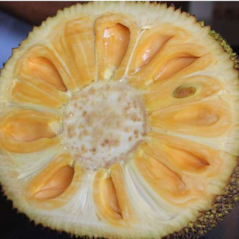 Jackfruit - Cambodian Orange - Hybrid Fruit Plant
