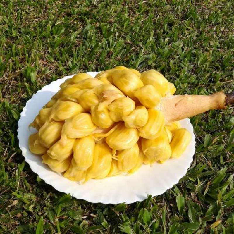 Jackfruit - Chunkapura Soft - Hybrid Fruit Plant
