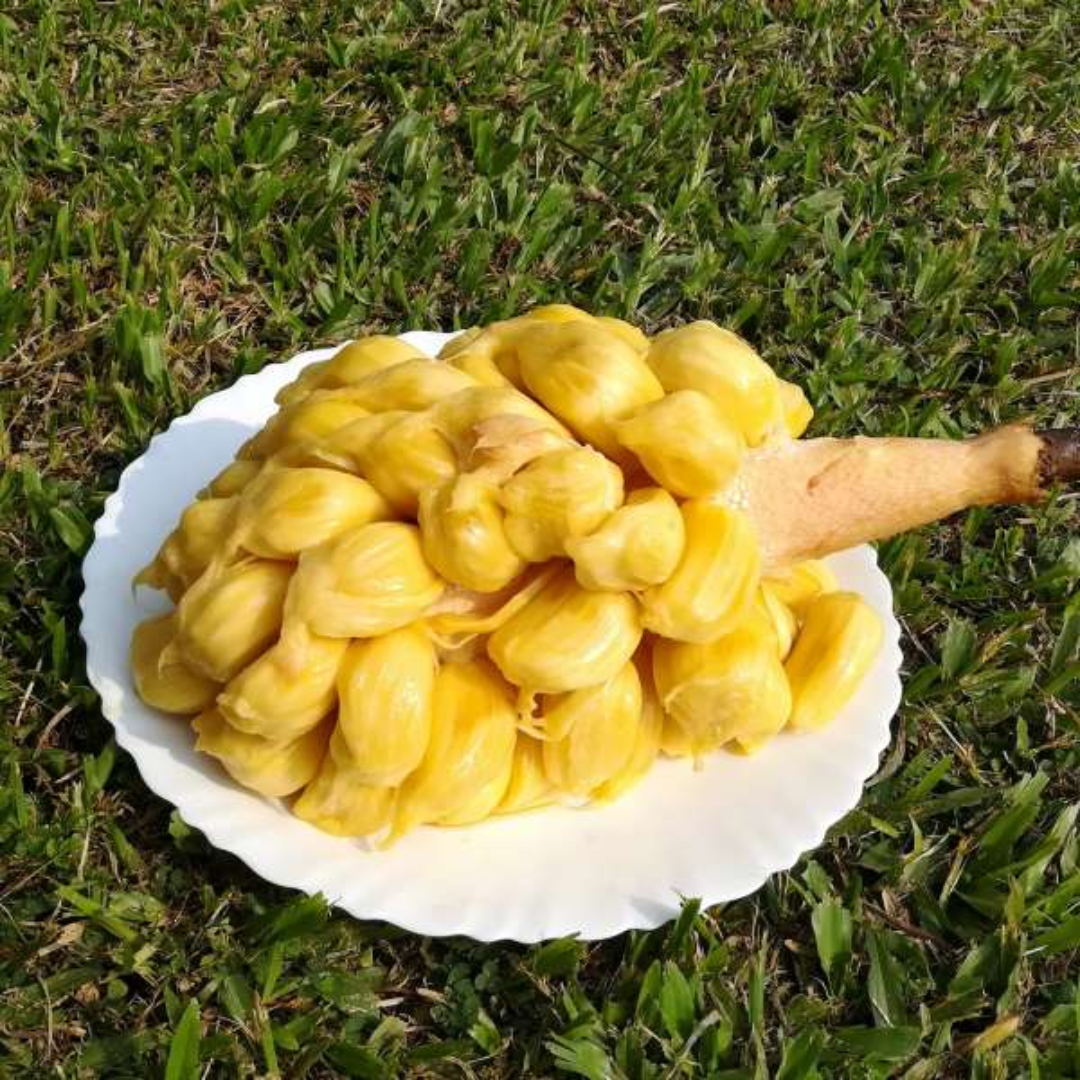 Jackfruit - Chunkapura Orange - Hybrid Fruit Plant