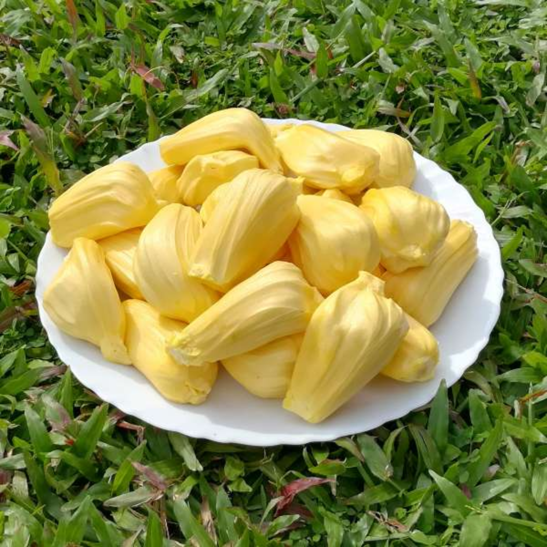 Jackfruit - J-33 Jack - Hybrid Fruit Plant