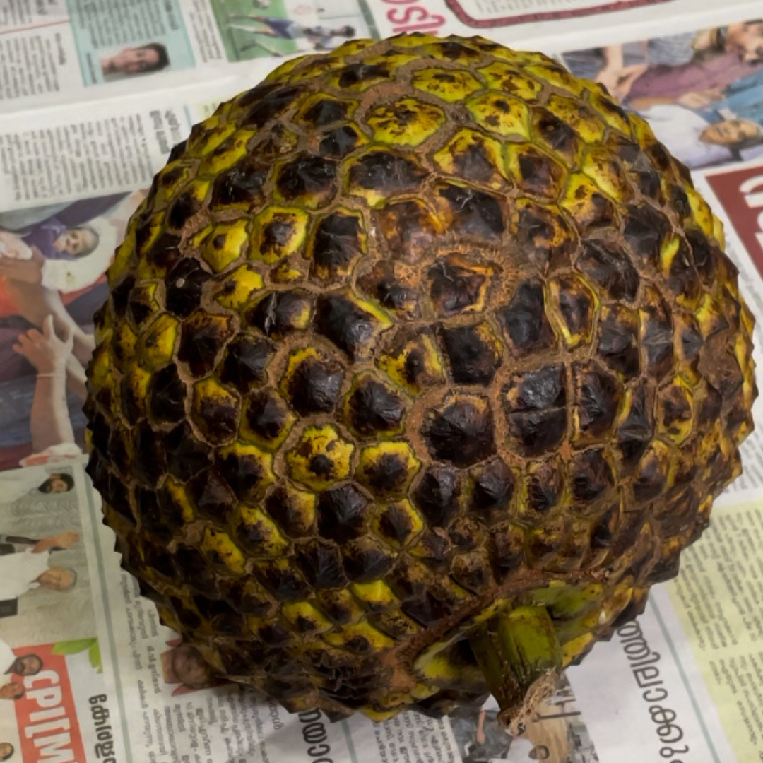 Jackfruit - Lotus Jack / Thaamara Varikka - Hybrid Fruit Plant