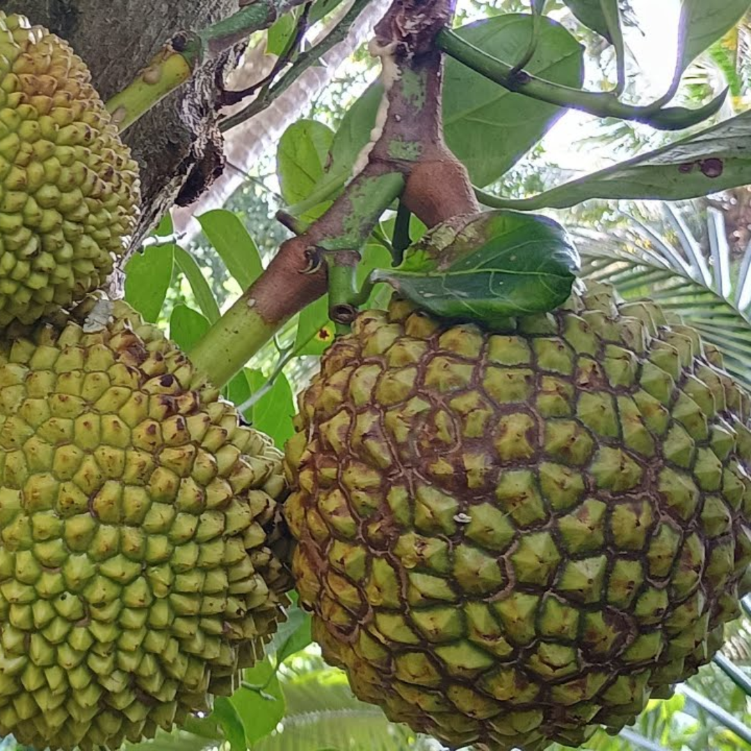 Jackfruit - Lotus Jack / Thaamara Varikka - Hybrid Fruit Plant