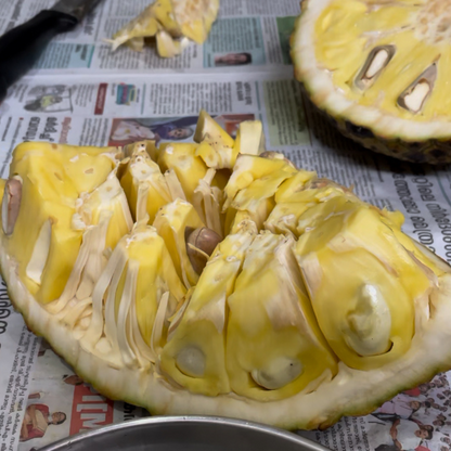 Jackfruit - Lotus Jack / Thaamara Varikka - Hybrid Fruit Plant