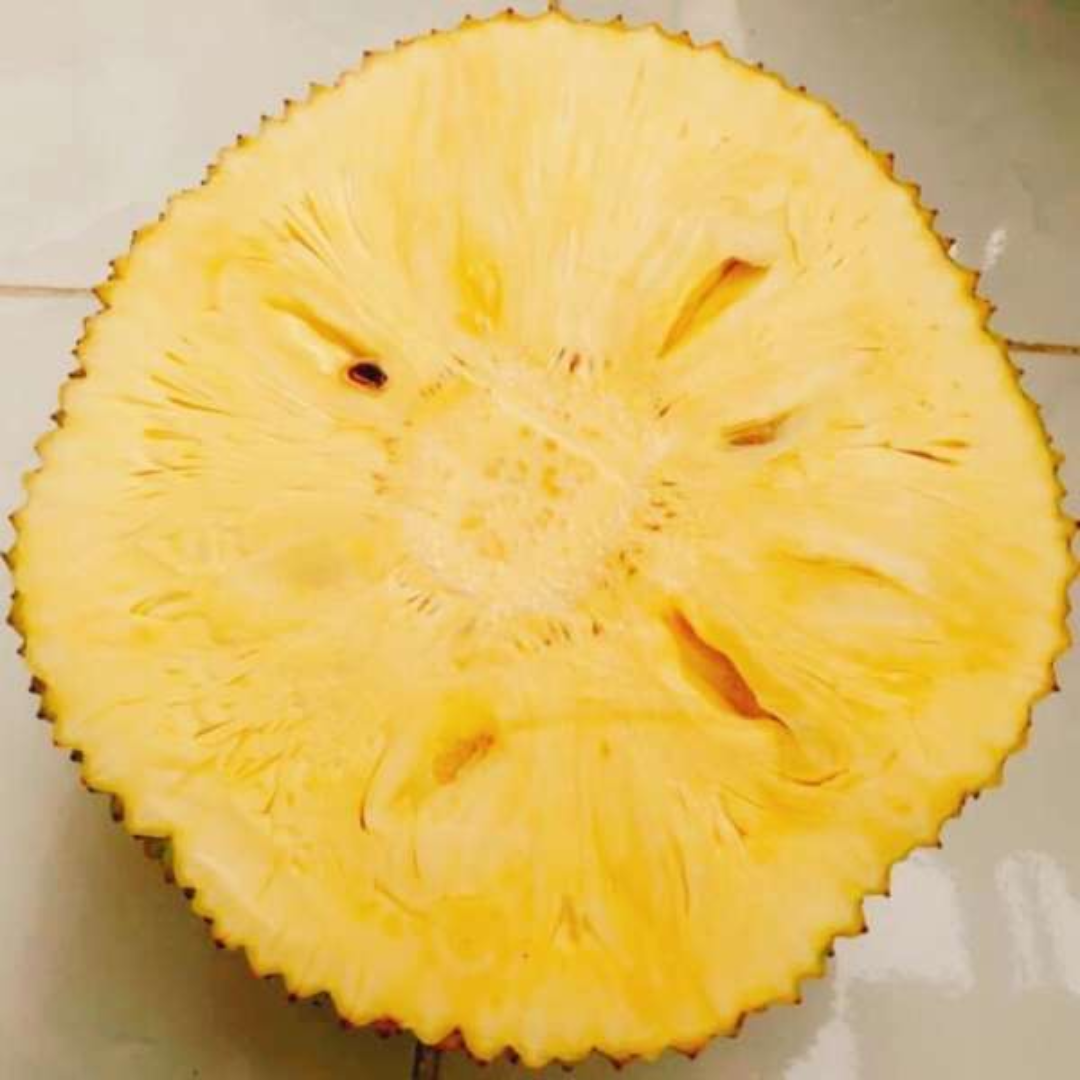 Jackfruit - SeedFree Jack - Hybrid Fruit Plant