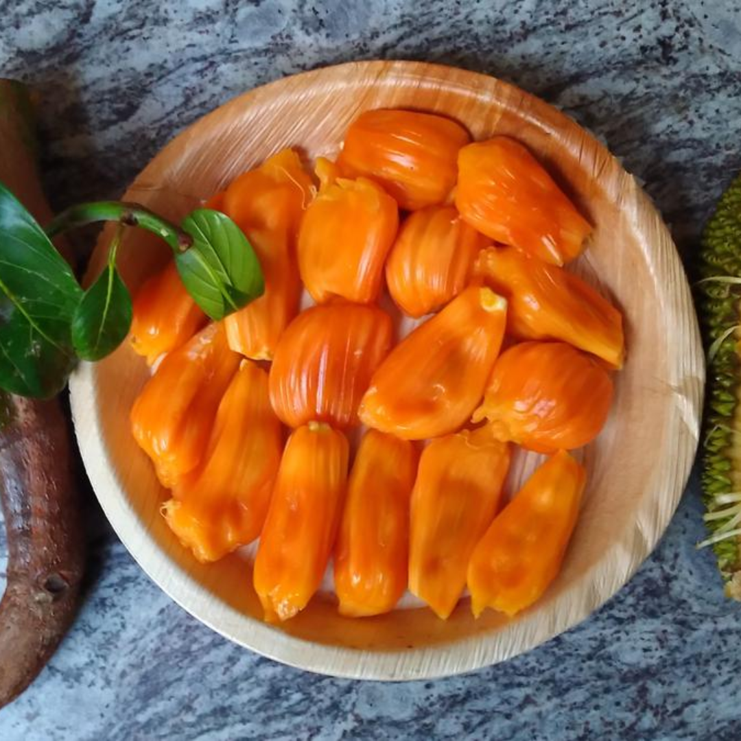 Jackfruit - Siddhu Jack - Hybrid Fruit Plant