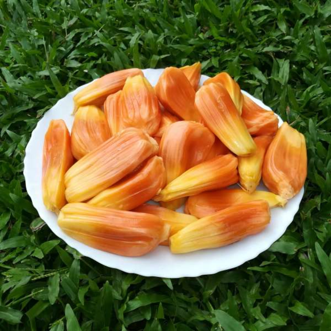 Jackfruit - Sindoor Jack - Hybrid Fruit Plant