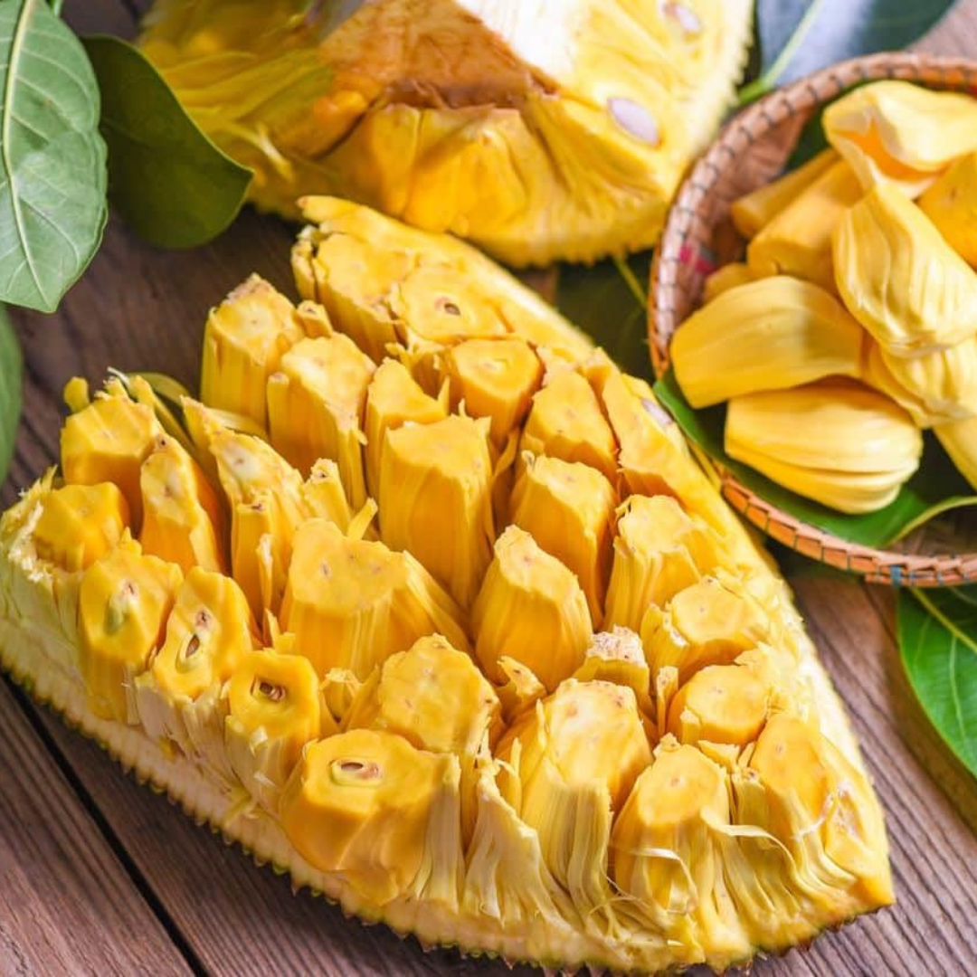 Jackfruit - SriLankan Jack - Hybrid Fruit Plant