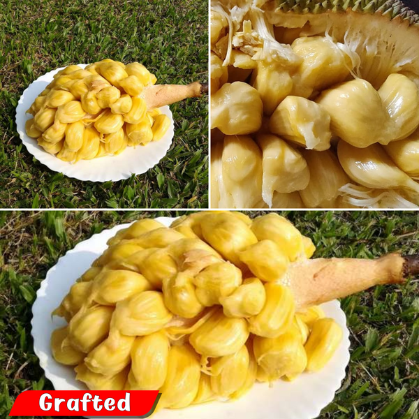Jackfruit - Chunkapura Soft - Hybrid Fruit Plant