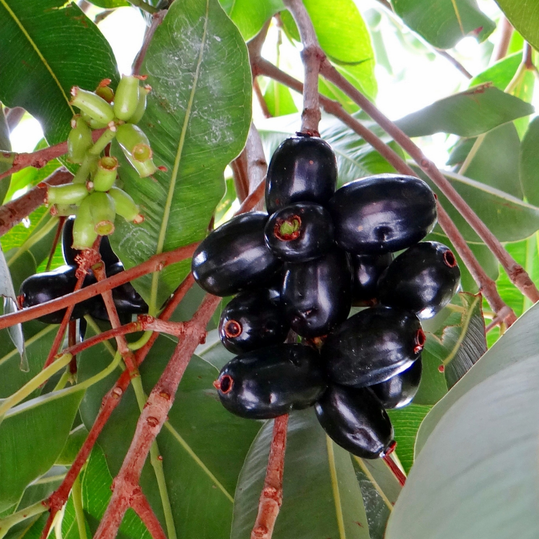 Indian Jamun - Black - Syzygium cumini Fruit Plant