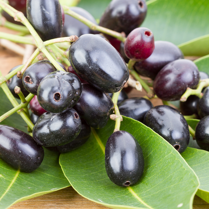 Indian Jamun - Black - Syzygium cumini Fruit Plant