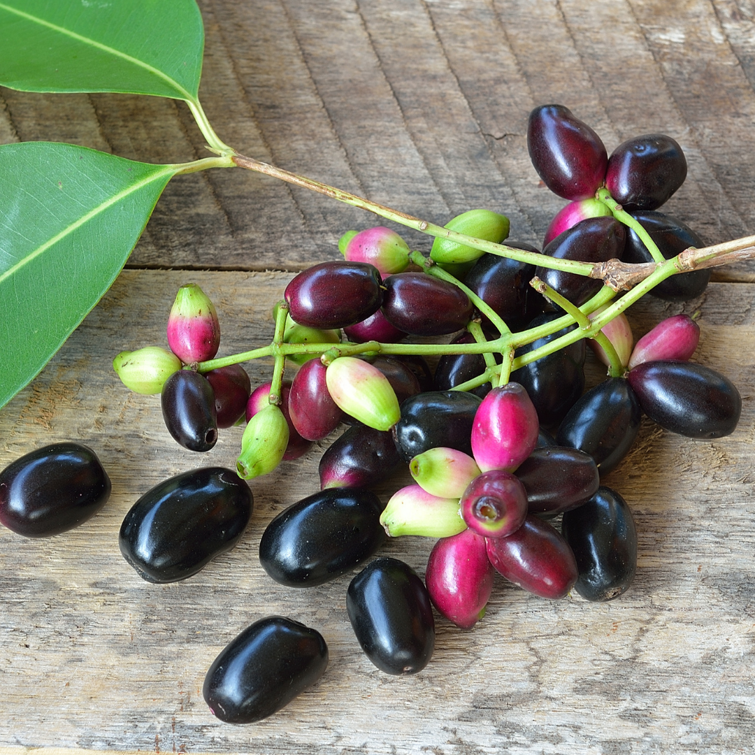 Indian Jamun - Black - Syzygium cumini Fruit Plant