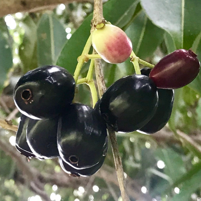 Indian Jamun - Black - Syzygium cumini Fruit Plant