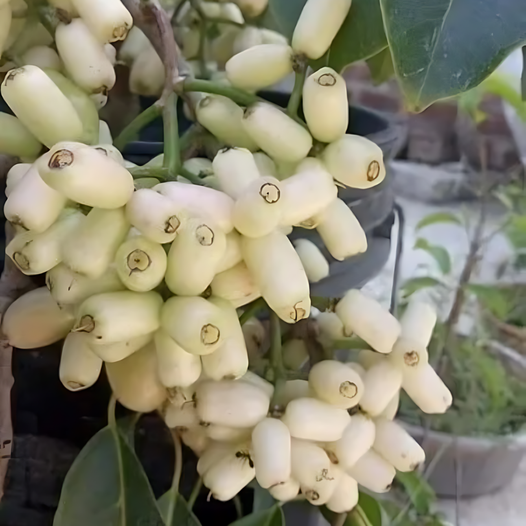 Indian Jamun - White - Syzygium cumini Fruit Plant