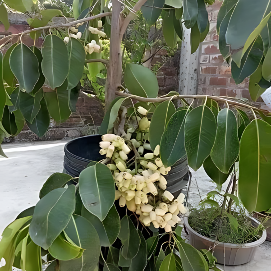 Indian Jamun - White - Syzygium cumini Fruit Plant