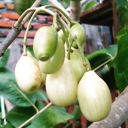 Indian Jamun - White - Syzygium cumini Fruit Plant